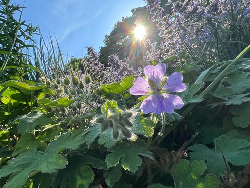 Eudimer20 en Hamelin: Flora, Geranium platypetalum, #arboles #flower #plants