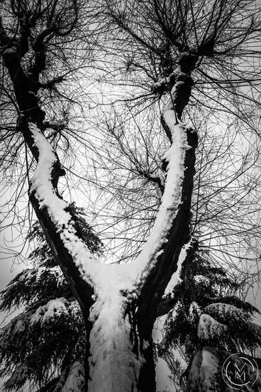 Conbyconv en Hamelin: Flora  (Fuenlabrada), #Invierno20 