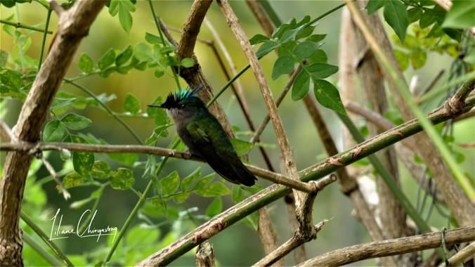Liliane.chinyavong en Hamelin: Fauna  (Saint-Joseph), #Aves21