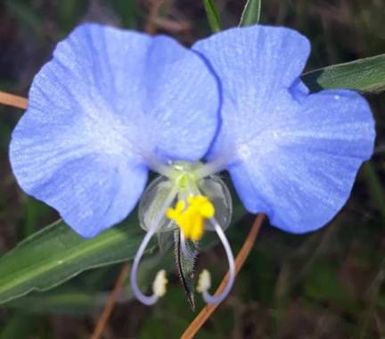 adrianpalacio166 en Hamelin: Flora, Commelina erecta