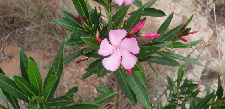 S.- en Hamelin: Flora  (Museros), Nerium oleander, #Azalea #Baladre #flora21 #Flores 