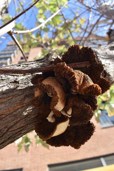 Solerantonio2 en Hamelin: Observación  (Carrer de l'Illa de Sardenya), Hongo