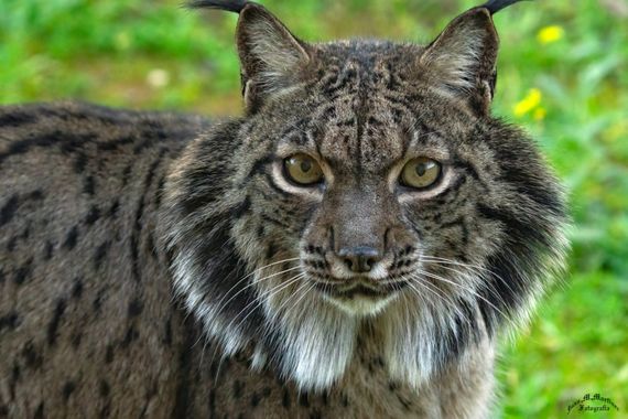 guachinaty1 en Hamelin: Fauna  (Andújar), Lynx pardinus (Temminck, 1827), Lince ibérico .
El lince ibérico es una especie de mamífero carnívoro de la famil...