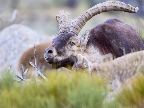 manuel.manzano32 en Hamelin: Fauna 