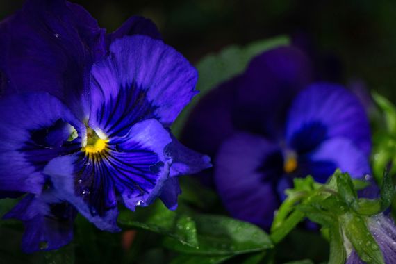 3pnoe6 en Hamelin: Flora  (Sant Feliu de Codines), Viola x wittrockiana, #flores#fotografiamacro#pensamientos#colores