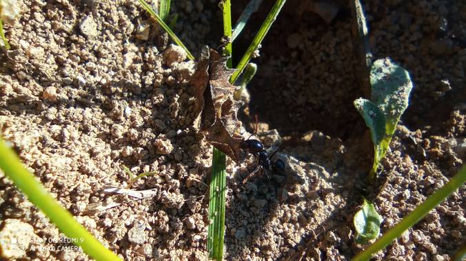 GreenPhoto en Hamelin: Fauna 