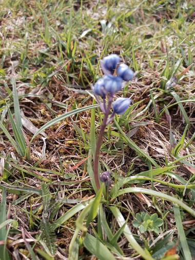 Alquimia Natural en Hamelin: Flora  (Medio Cudeyo), Ser únicos 💕