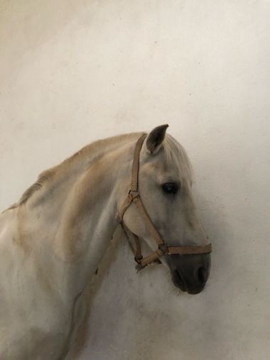 Info en Hamelin: Fauna, Se llama Incunable, raza española y busca novia para relación temporal el Arroyo de la Luz, provincia de Cáceres 