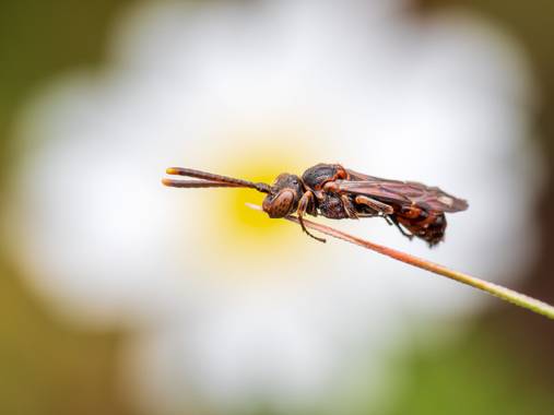Antonio Jesús Palma Aranda en Hamelin: Fauna  (Lora del Río), Nomada

Otros puntos de vista de esta avispa nomada que compartí días atrás.

📷 Olympus OM-D...