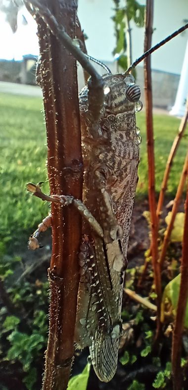 Apasnau75 en Hamelin: Fauna  (Vélez-Málaga), Saltamontes egipcio en zona europea 😁