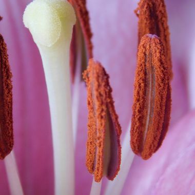 Javi Baron  en Hamelin: Flora, Lirio.
#macrofotografia #macro #flora #lirio #lirios 