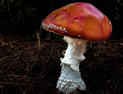 Andrés Nuñez Gallego en Hamelin: Observación  (Antioquia), #muscaria #amanitamuscaria #anunezgallego
