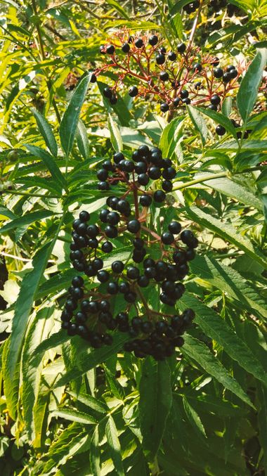 Solerantonio2 en Hamelin: Flora  (Campo de los Robles), Sambucus ebulus, Planta