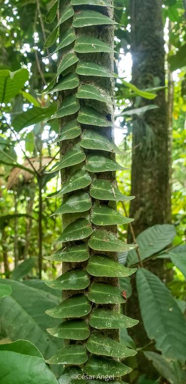 cesar.angel en Hamelin: Flora  (Mocoa), Planta arboricola en Putumayo 