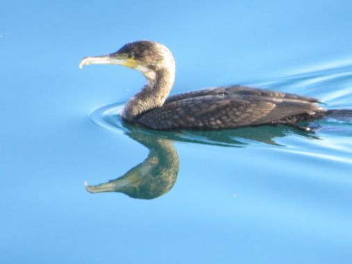 Solerantonio2 en Hamelin: Fauna  (Almería), Phalacrocorax carbo (Linnaeus, 1758), Ave