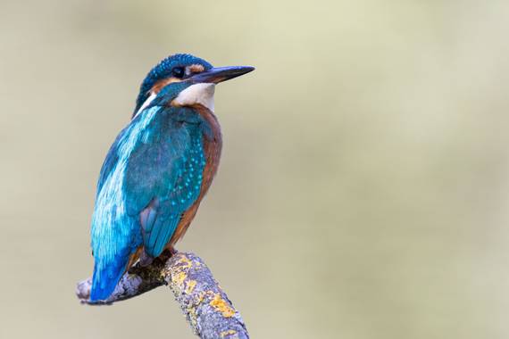 Emilu6284 en Hamelin: Fauna, Alcedo atthis (Linnaeus, 1758), Kingfisher
@emilu6284 