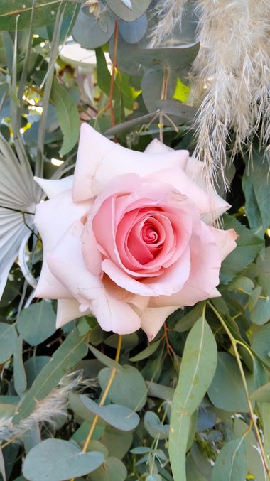 Solerantonio2 en Hamelin: Flora  (Totana), Rosas de jardin