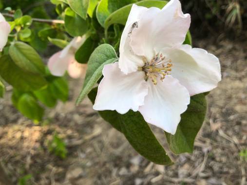 Naturalezadebarrio en Hamelin: Flora  (l'Arboç), Cydonia oblonga, Primavera!#naturalezadebarrio@naturalezadebarrio#encadaventanaunaflor
