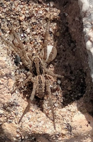 Solerantonio2 en Hamelin: Fauna  (El Pocico), Araña lobo