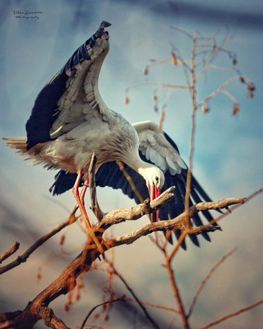 Yatoma66 en Hamelin: Fauna  (Madrid), Ciconia ciconia (Linnaeus, 1758), #aves #cigüeña #naturaleza