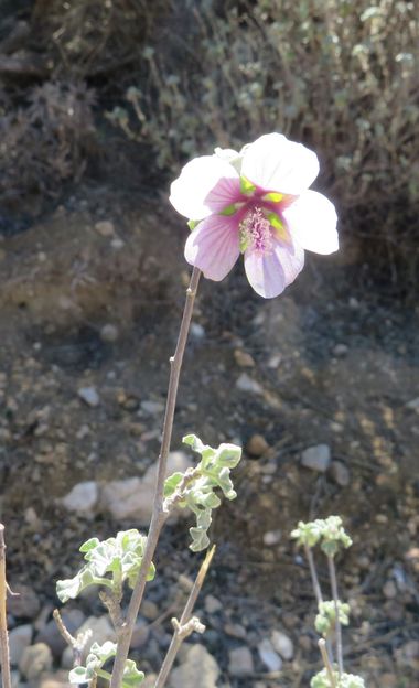 Solerantonio2 en Hamelin: Flora  (Níjar), Malva subovata, Planta