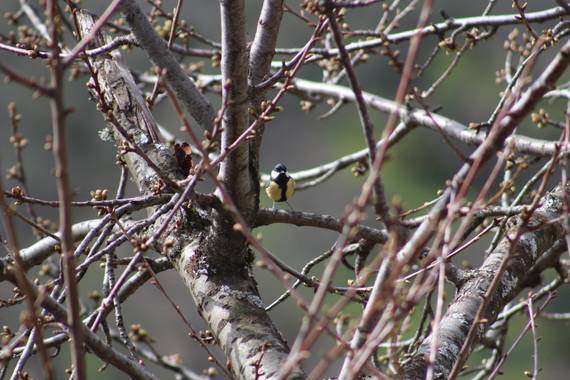 Luizlesa90 en Hamelin: Fauna  (Garganta la Olla), Parus major major, Herrerillo común