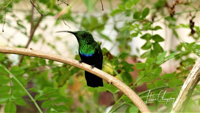 Liliane.chinyavong en Hamelin: Fauna  (Saint-Joseph), #Aves21