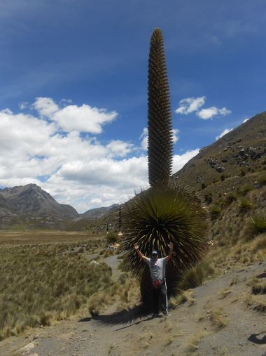eclocoaching en Hamelin: Paisaje  (Huaraz), #Bosque de Puyas de Raymondi (Titankayoq o Tikankayoq), Huaraz, Ancash, Perú