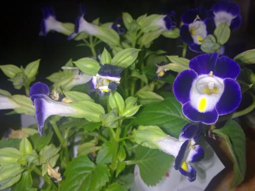 yankeomar_252 en Hamelin: Flora  (San Vicente), Torenia fournieri, #flora21