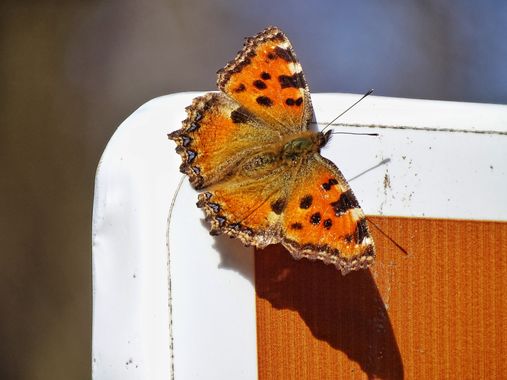 Mivilor68 en Hamelin: Fauna  (Ponferrada), #insectosdeespaña 
#mariposas 