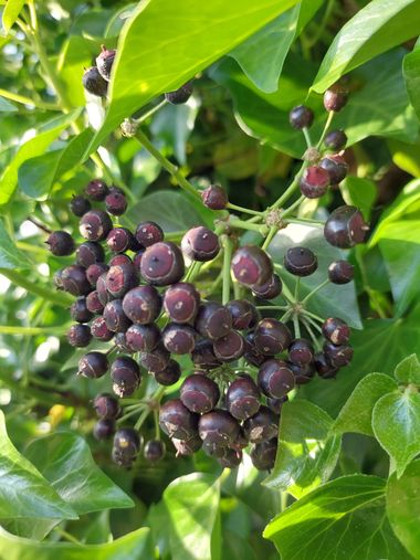 Mpinfante en Hamelin: Flora, Hedera colchica