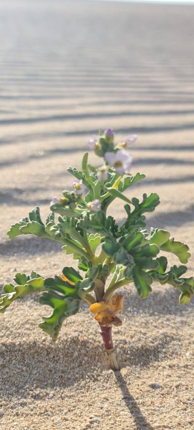rdmonsalve en Hamelin: Flora  (La Oliva), Cakile maritima, Dunas de Corralejo España. A pesar del clima la naturaleza busca por donde hacer su obra