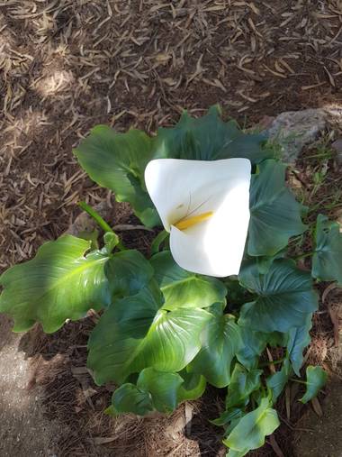 Miguelacuario36 en Hamelin: Flora  (Tarifa), Zantedeschia aethiopica, #flores21