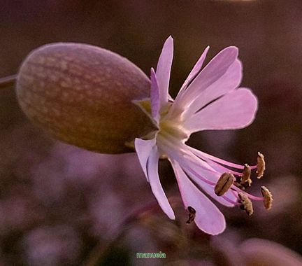 Msanchezvasco en Hamelin: Flora  (Ulldecona), Silene vulgaris (Moench) Garcke, La colleja se conoce con muchos otros nombres, como silena, hierba conejera,...