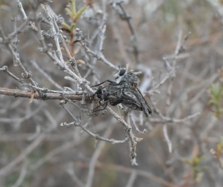 Solerantonio2 en Hamelin: Fauna  (Almeria), Insecto