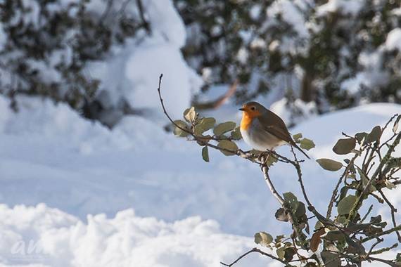 Martinezantonio.correo en Hamelin: Fauna  (Madrid), Erithacus rubecula (Linnaeus, 1758), #invierno2020