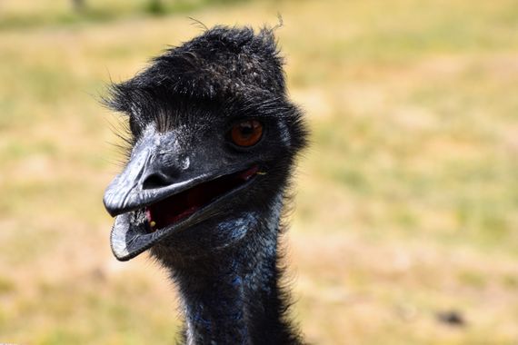 Creandoaficiones en Hamelin: Fauna, #emu 
