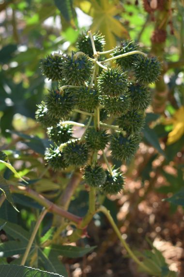 Solerantonio2 en Hamelin: Flora  (Enix), Ricinus communis, Planta