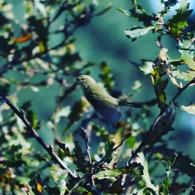 jvillaonline en Hamelin: Fauna  (Vilagarcía de Arousa), En un roble Galicia. 