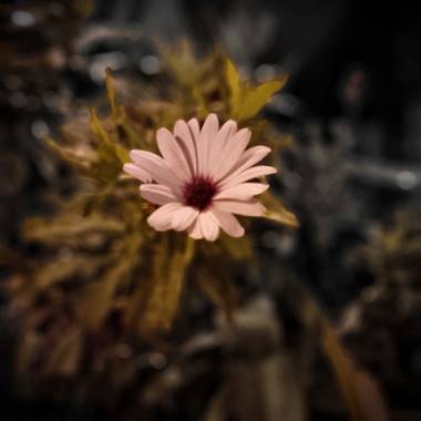 Jonathanmartinbedia0007 en Hamelin: Flora, 📸@
