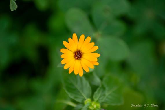 fjavier.illanes en Hamelin: Flora  (Alhaurín de la Torre), Calendula officinalis, Margarita de pétalos naranja