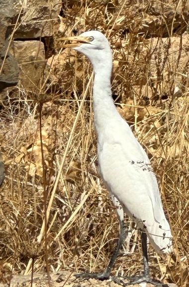 su en Hamelin: Fauna  (Volubilis), Bubulcus ibis (Linnaeus, 1758), #ave #fauna 