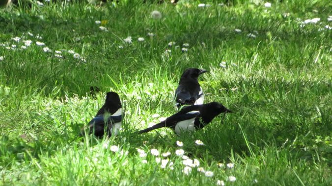 Solerantonio2 en Hamelin: Fauna  (Getafe), Pica pica (Linnaeus, 1758), Picas picas
