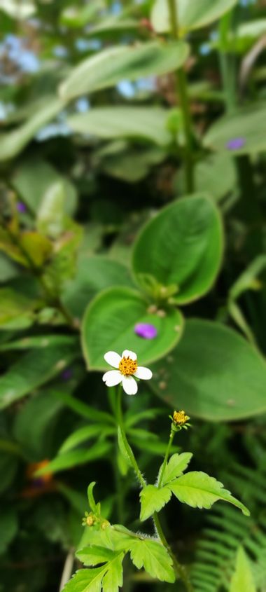 Krished en Hamelin: Flora, Bidens pilosa, Delicado