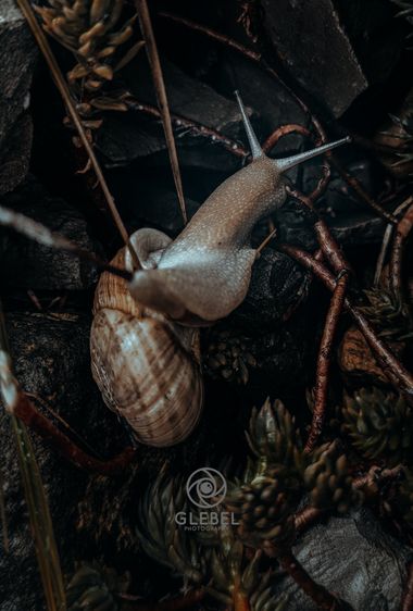 Glecha en Hamelin: Fauna  (Benasal)