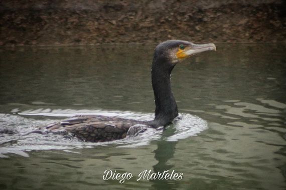 Diego en Hamelin: Fauna  (Zaragoza), Phalacrocorax carbo (Linnaeus, 1758), #cormorangrande #phalacrocoraxcarbo #aves #zaragoza 