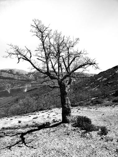 Mpordom en Hamelin: Paisaje  (Puebla de la Sierra), #trees #blackandwhite #sombra