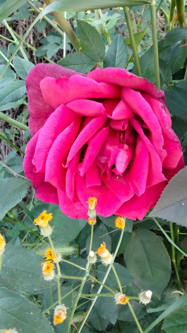 Solerantonio2 en Hamelin: Flora  (Almería), Rosas de jardin