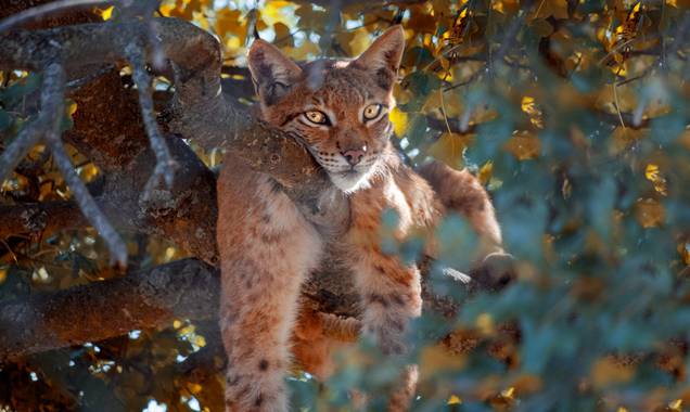 nuria107 en Hamelin: Fauna  (Uchta), Lynx lynx (Linnaeus, 1758), #lince #lynxlynx #lynx #felino #miradafelina #europa #bosque #fotografíadeanimales #canon ...