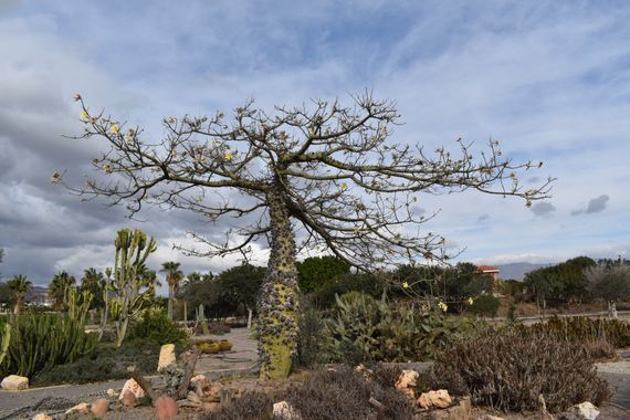 Solerantonio2 en Hamelin: Flora  (Camino del Sauce), Planta